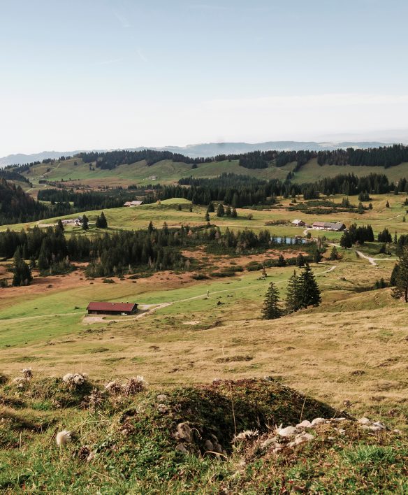 Weite Hochebene im Naturschutzgebiet Kojental mit Hochmoor, einem kleinen Moorsee, Alphütten und Fichteninseln, im Vordergrund Silberdisteln auf der Almwiese.