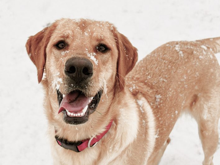 Fröhlicher Labrador mit rotem Halsband und Schneeflocken im Fell steht im Schnee und schaut mit offenem Maul in die Kamera.